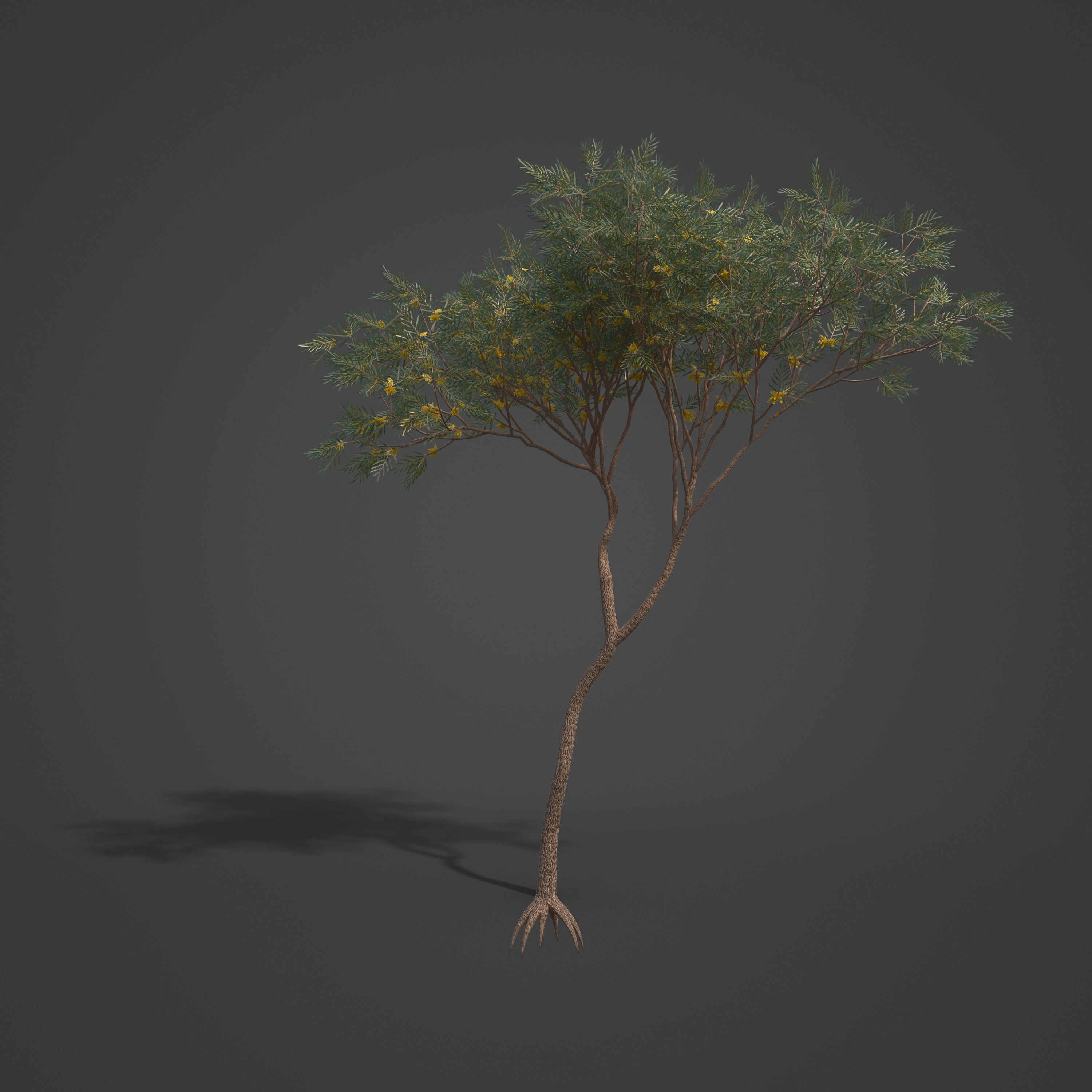 2021 PBR Brigalow Collection - Acacia Harpophylla 3D model_3