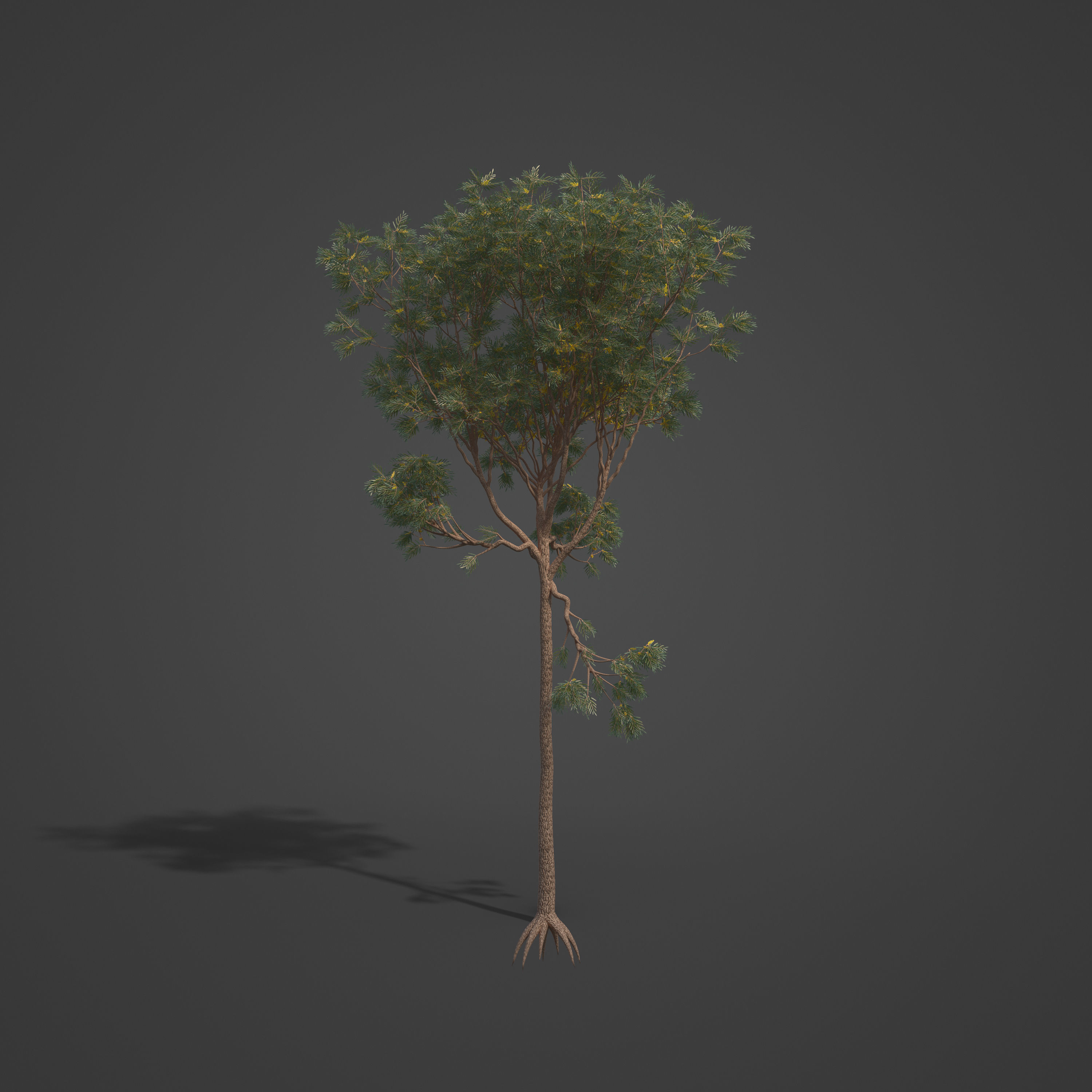 2021 PBR Brigalow Collection - Acacia Harpophylla 3D model_4