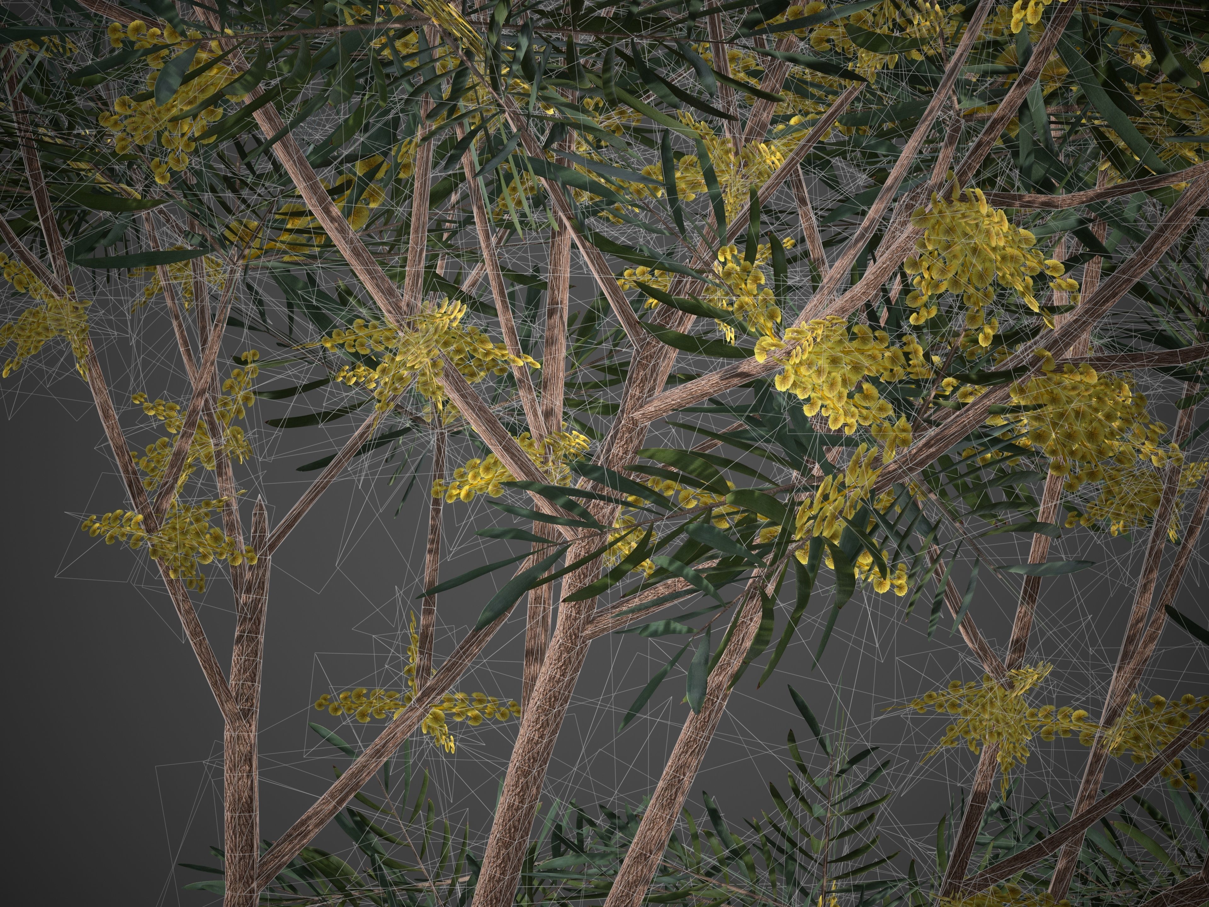 2021 PBR Brigalow Collection - Acacia Harpophylla 3D model_11