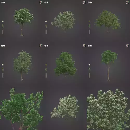 2021 PBR Southern Mahogany Collection - Eucalyptus Botryoides 