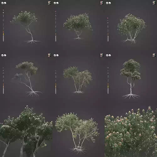 2021 PBR White Mallee Collection - Eucalyptus Dumosa