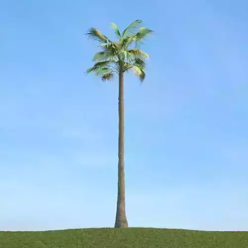 Palm Tree   Tall