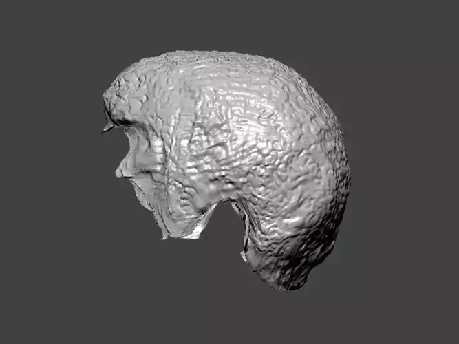 3D Model-HAIR0027 human head