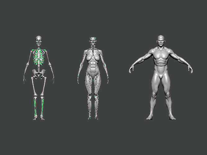 3D Model-ANATOMY0020 different skeletons 3D print model