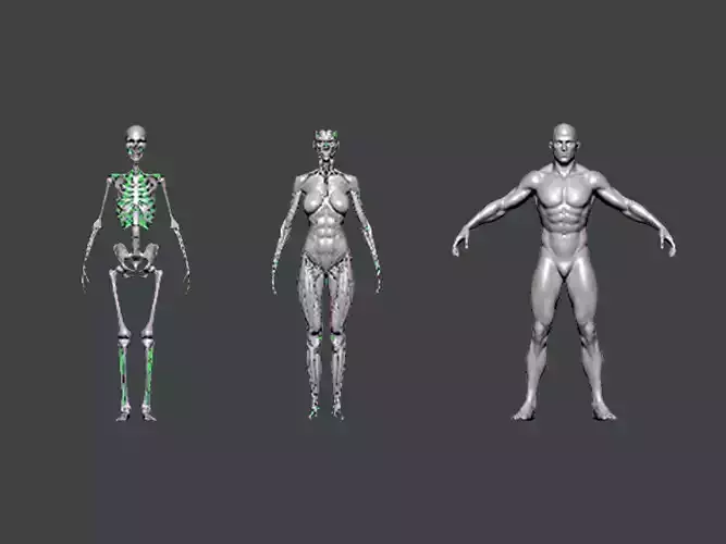3D Model-ANATOMY0020 different skeletons 3D print model