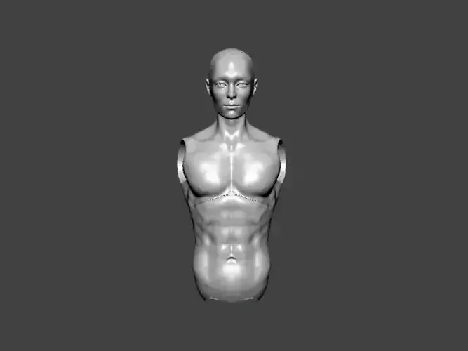 3D Model-ANATOMY0028 human torso