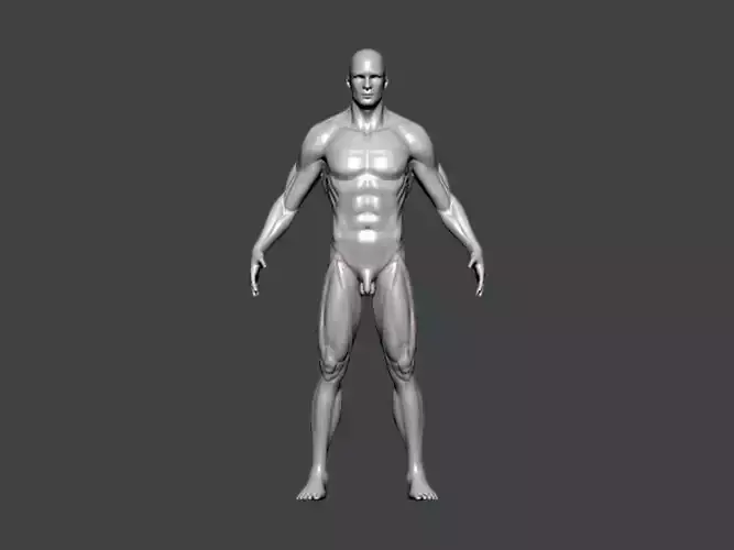 3D Model-ANATOMY0030 human body