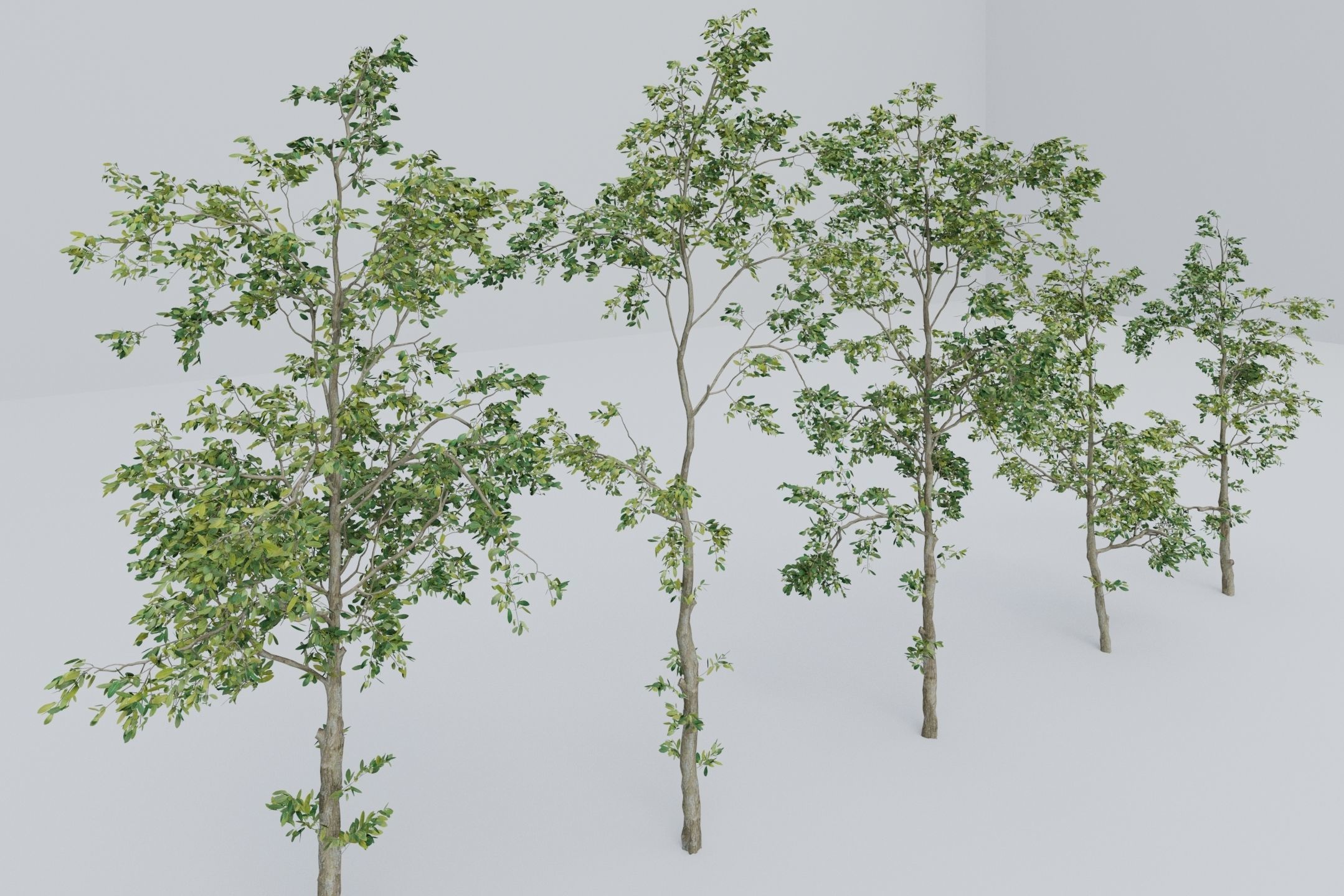 Tree - 5 trees -  Large common tree - Pack 01 3D model_8