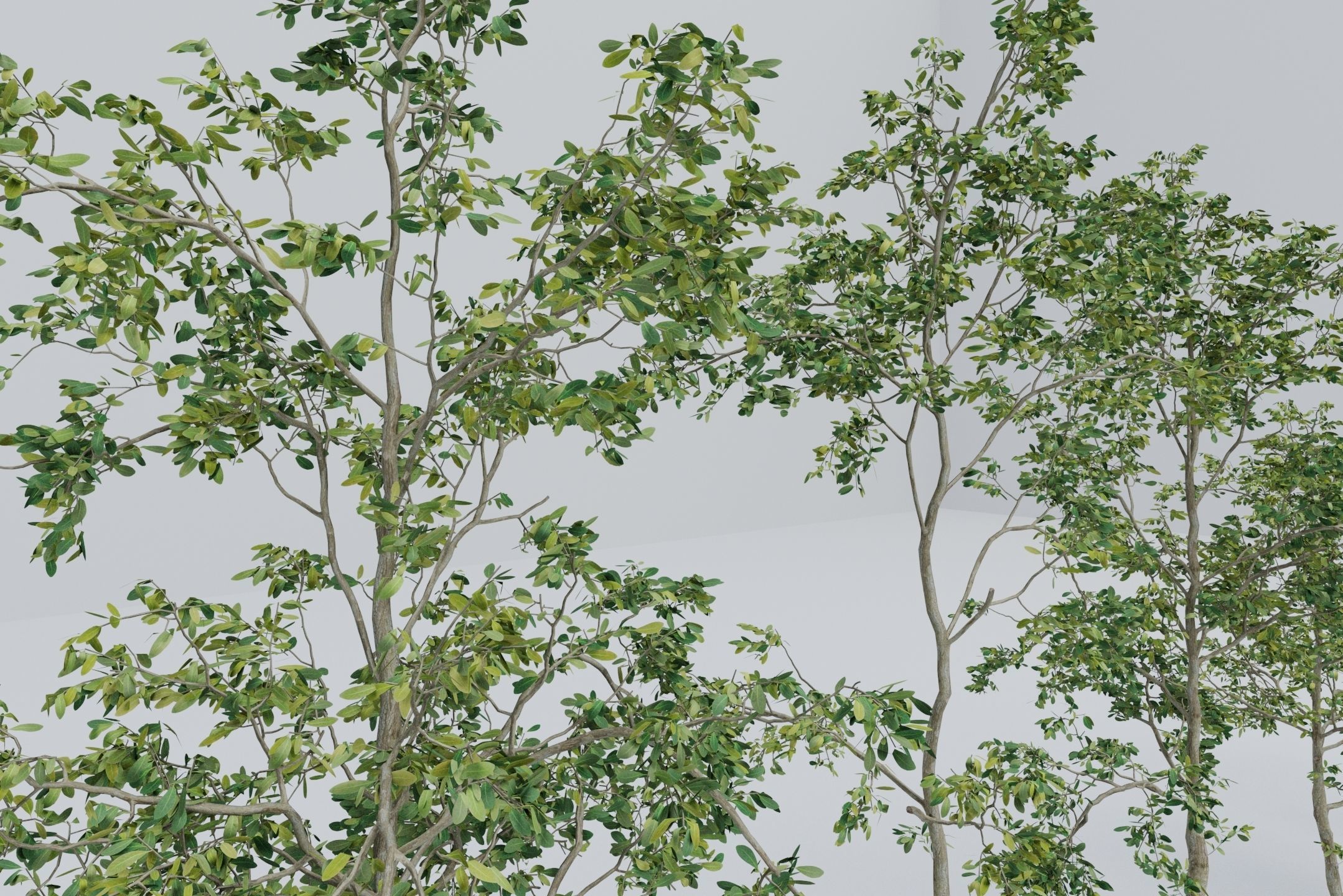 Tree - 5 trees -  Large common tree - Pack 01 3D model_9