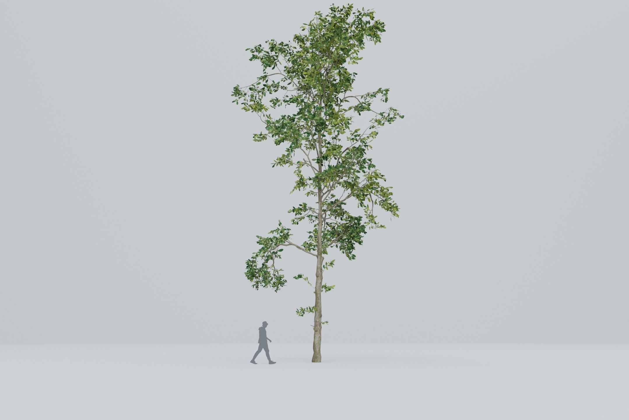Tree - 5 trees -  Large common tree - Pack 01 3D model_5