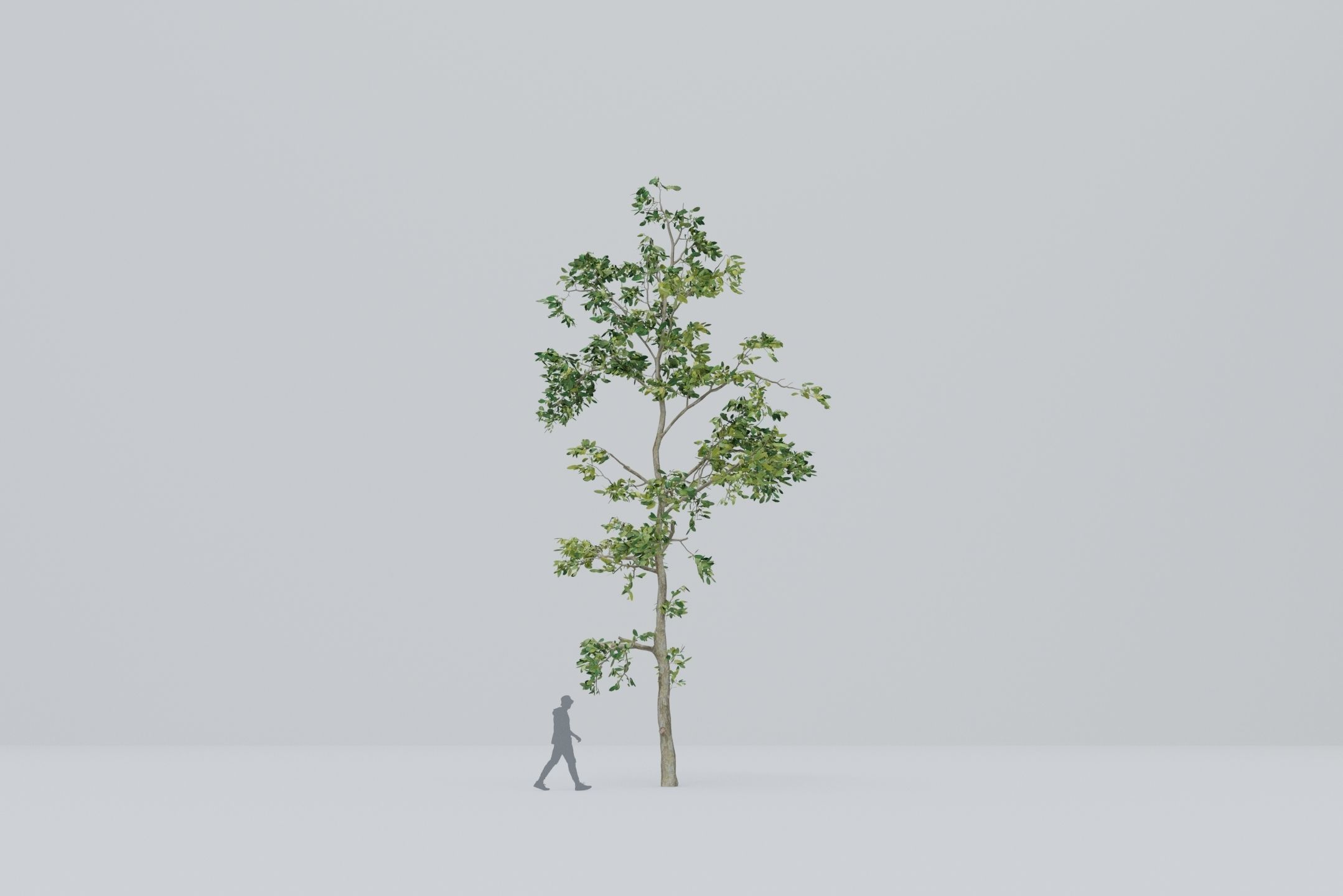 Tree - 5 trees -  Large common tree - Pack 01 3D model_7