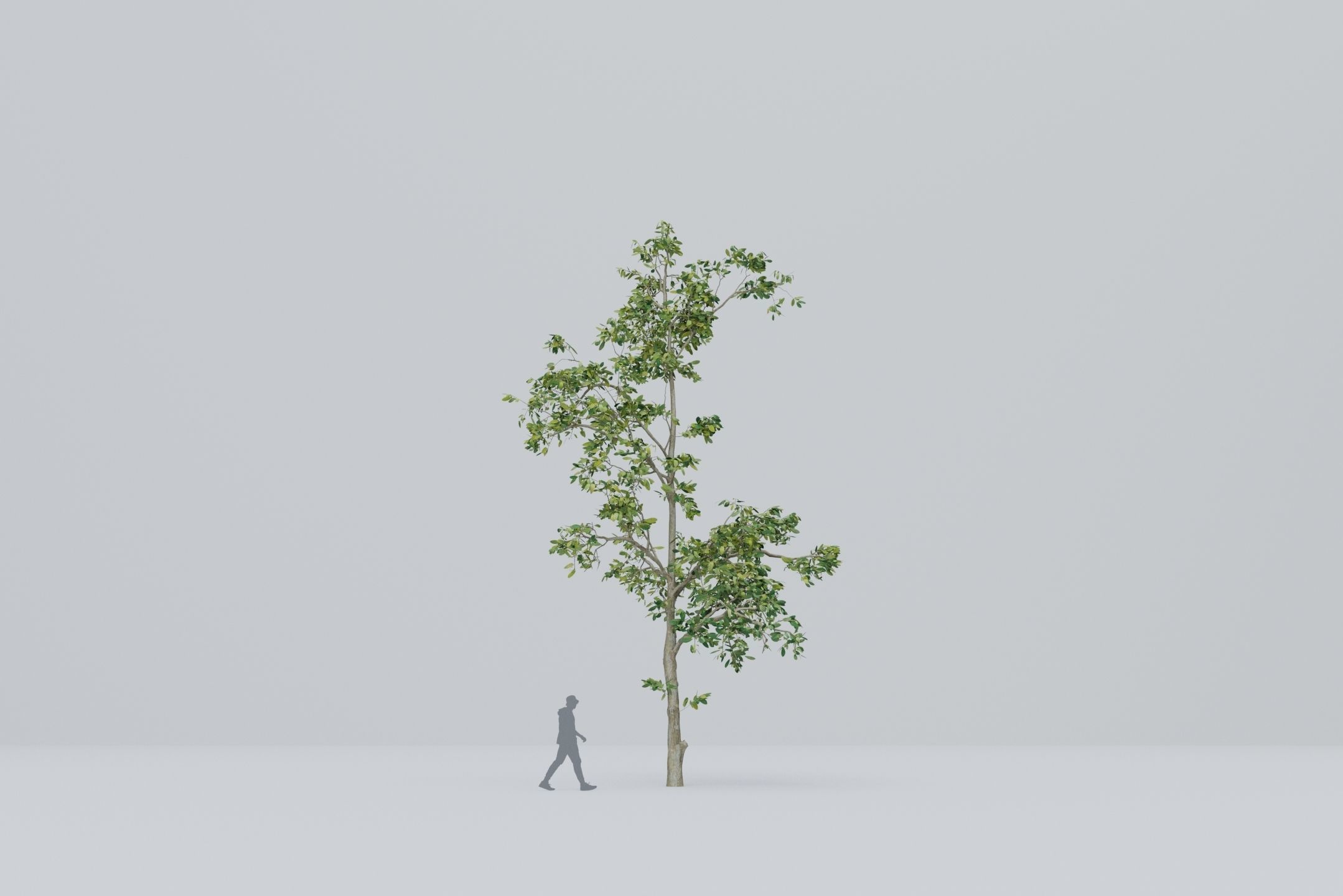 Tree - 5 trees -  Large common tree - Pack 01 3D model_6