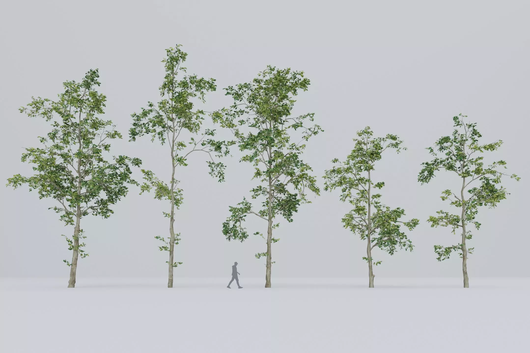 Tree - 5 trees -  Large common tree - Pack 01 3D model_0