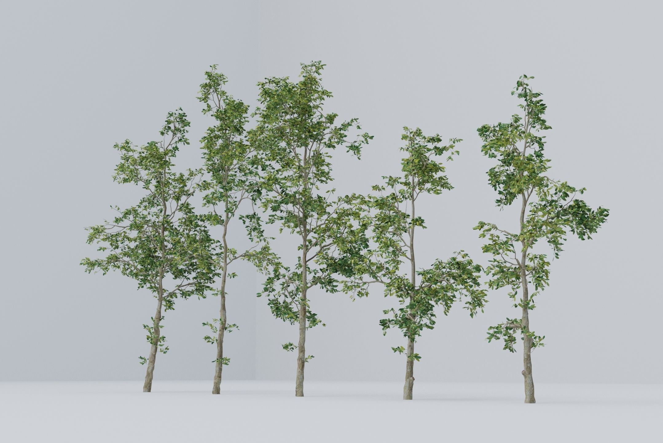 Tree - 5 trees -  Large common tree - Pack 01 3D model_1