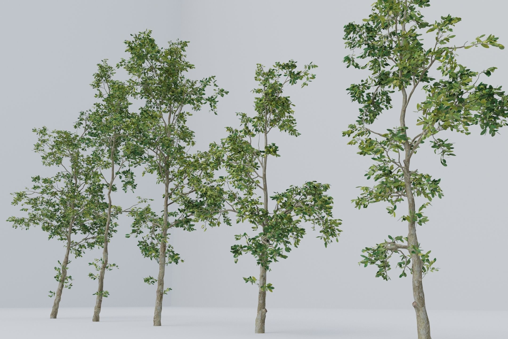 Tree - 5 trees -  Large common tree - Pack 01 3D model_2