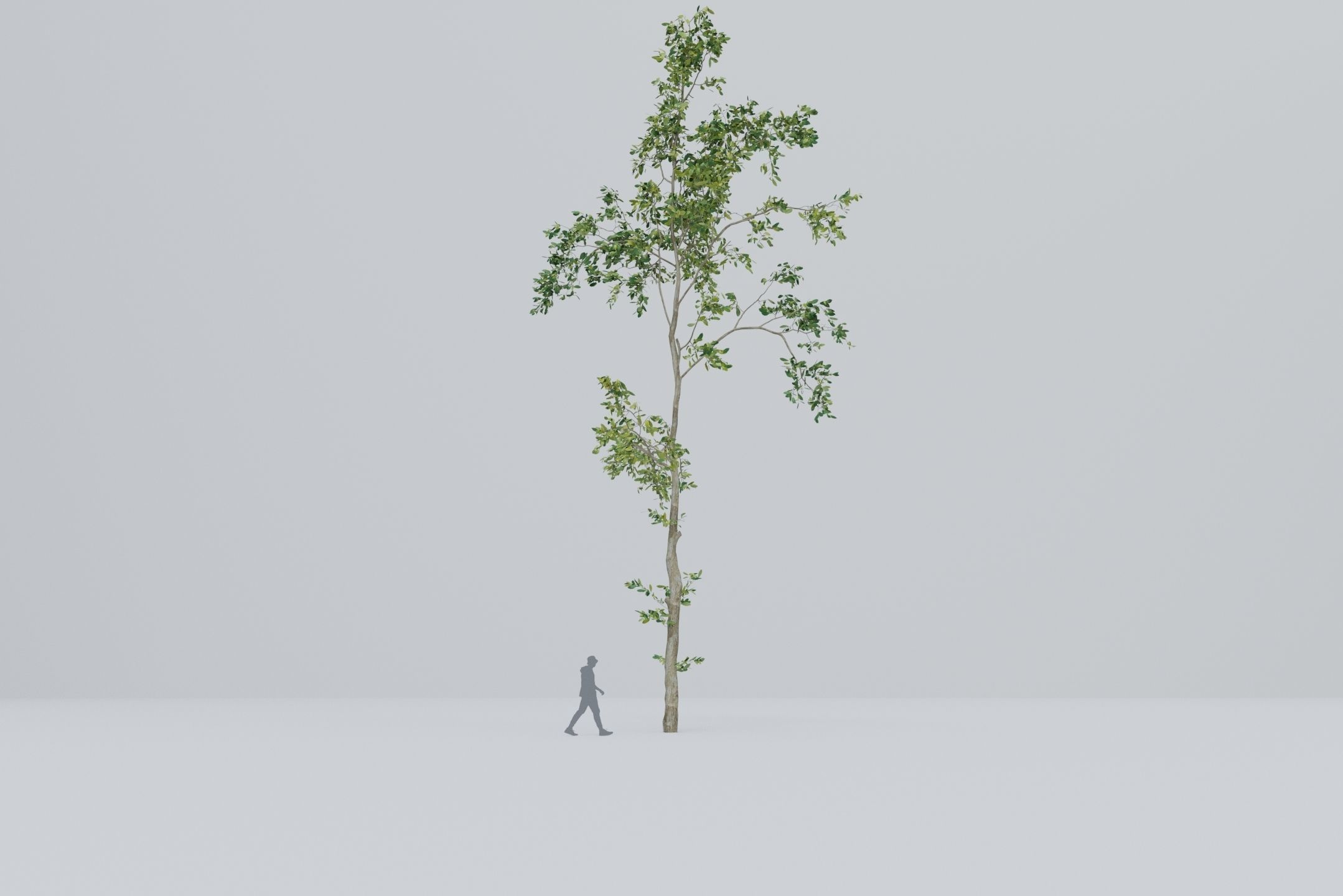 Tree - 5 trees -  Large common tree - Pack 01 3D model_4