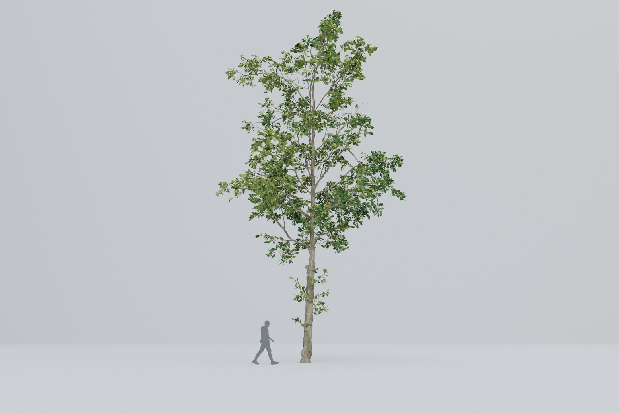 Tree - 5 trees -  Large common tree - Pack 01 3D model_3