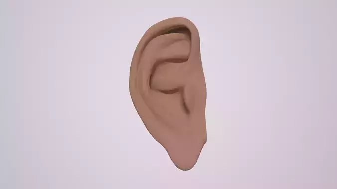 Human Ear