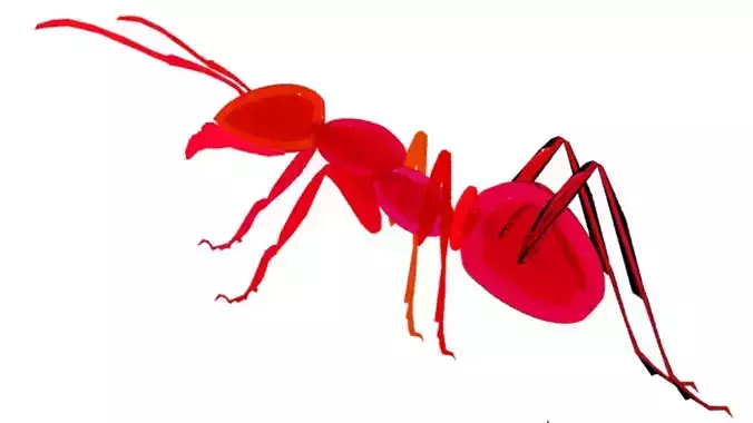 Insect ant