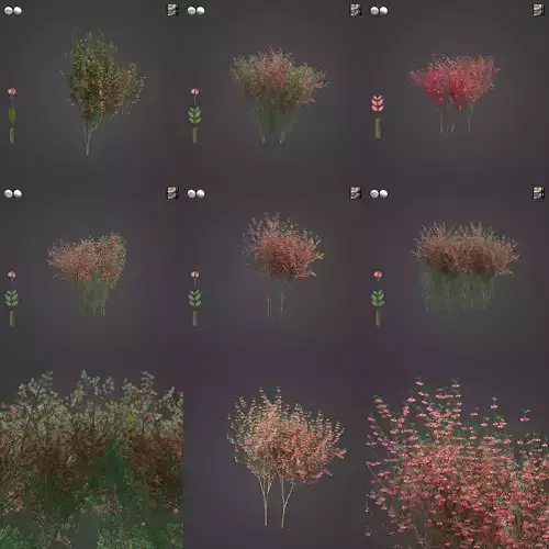 2021 PBR European Spindle Tree Collection - Euonymus Europaea 