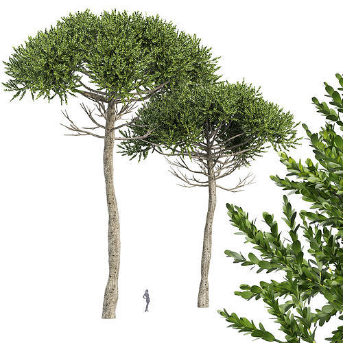 Monkey Puzzle 2 Trees Araucaria Araucana 3D model