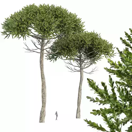 Monkey Puzzle 2 Trees Araucaria Araucana 3D model