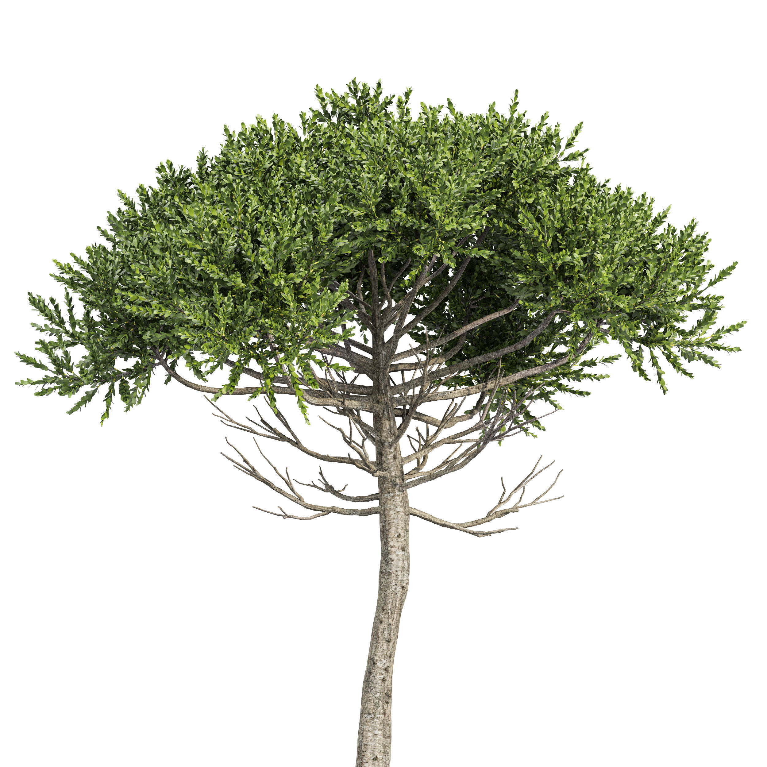 Monkey Puzzle 2 Trees Araucaria Araucana 3D model_1