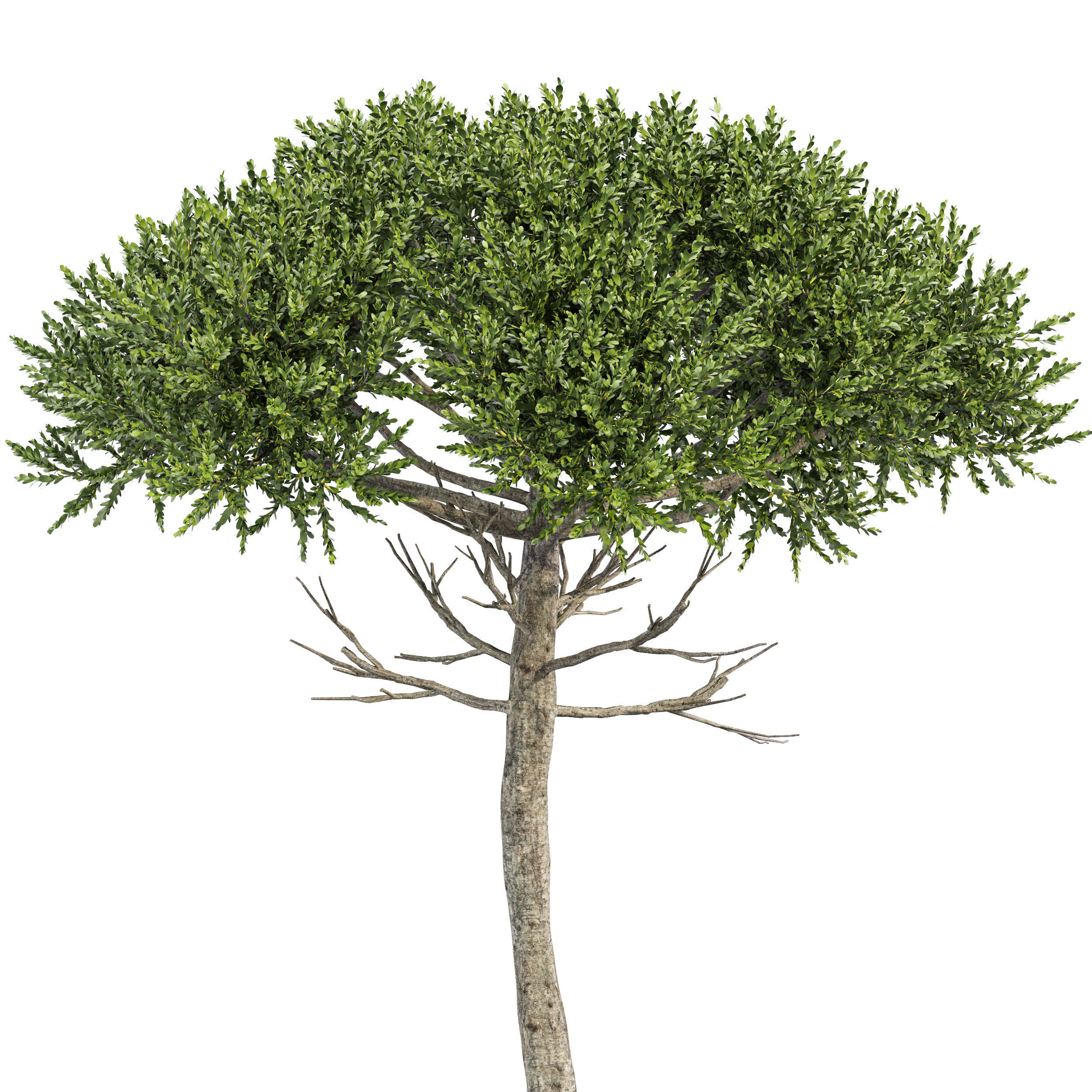 Monkey Puzzle 2 Trees Araucaria Araucana 3D model_2