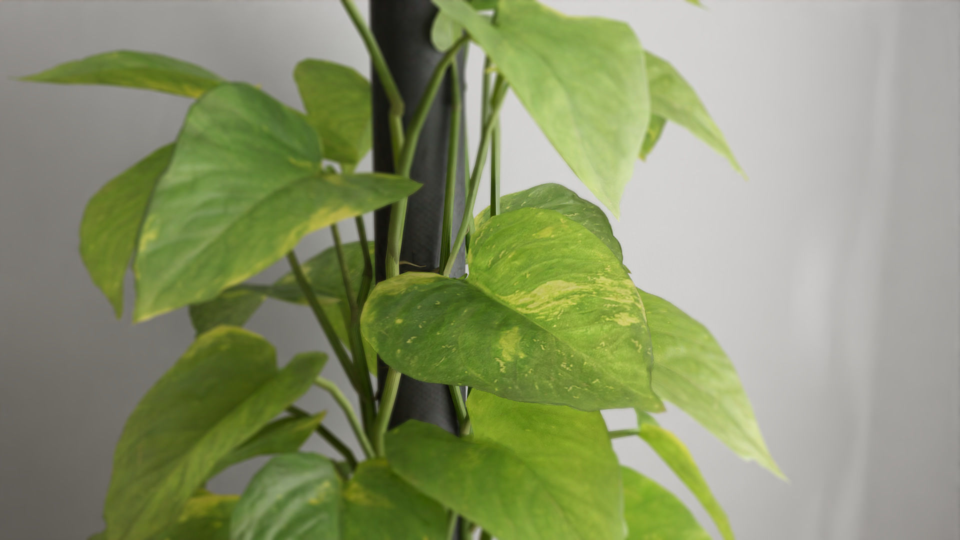 Scindapsus Pictus  VFX Grace 3D model_4