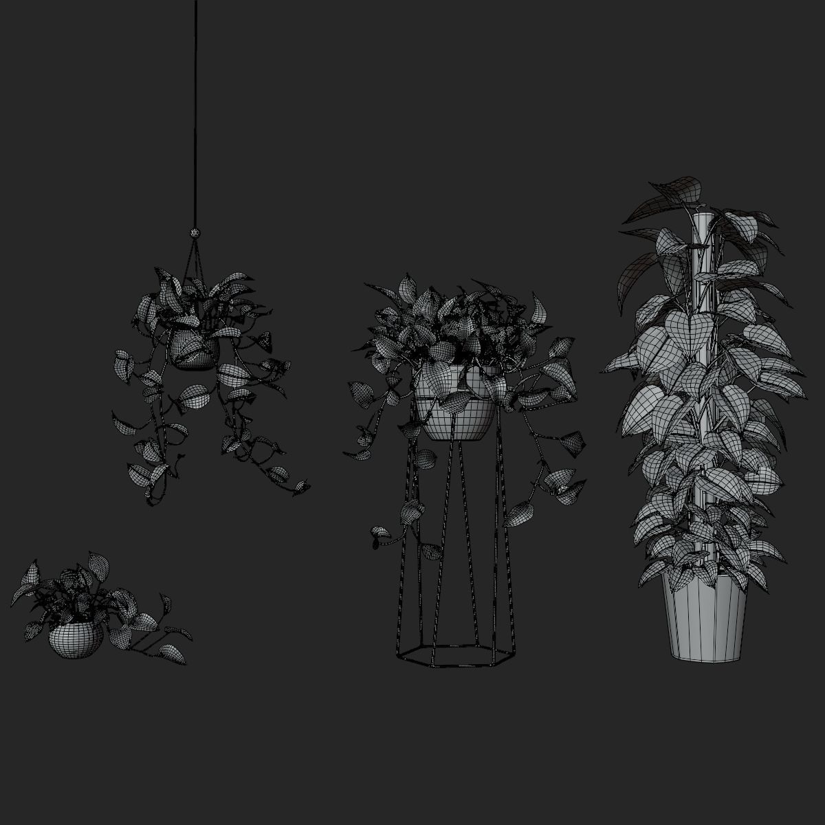 Scindapsus Pictus  VFX Grace 3D model_6