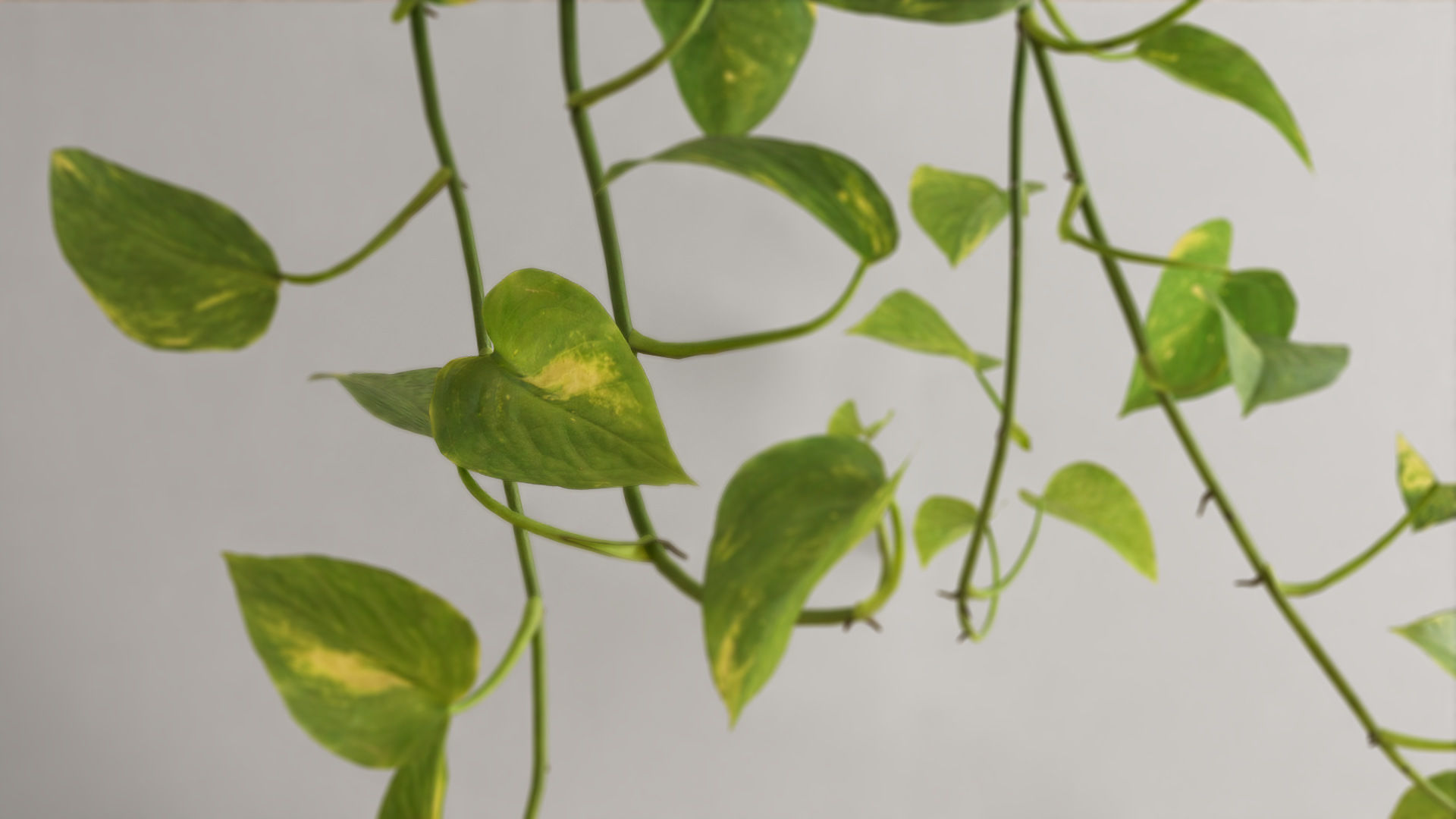 Scindapsus Pictus  VFX Grace 3D model_2