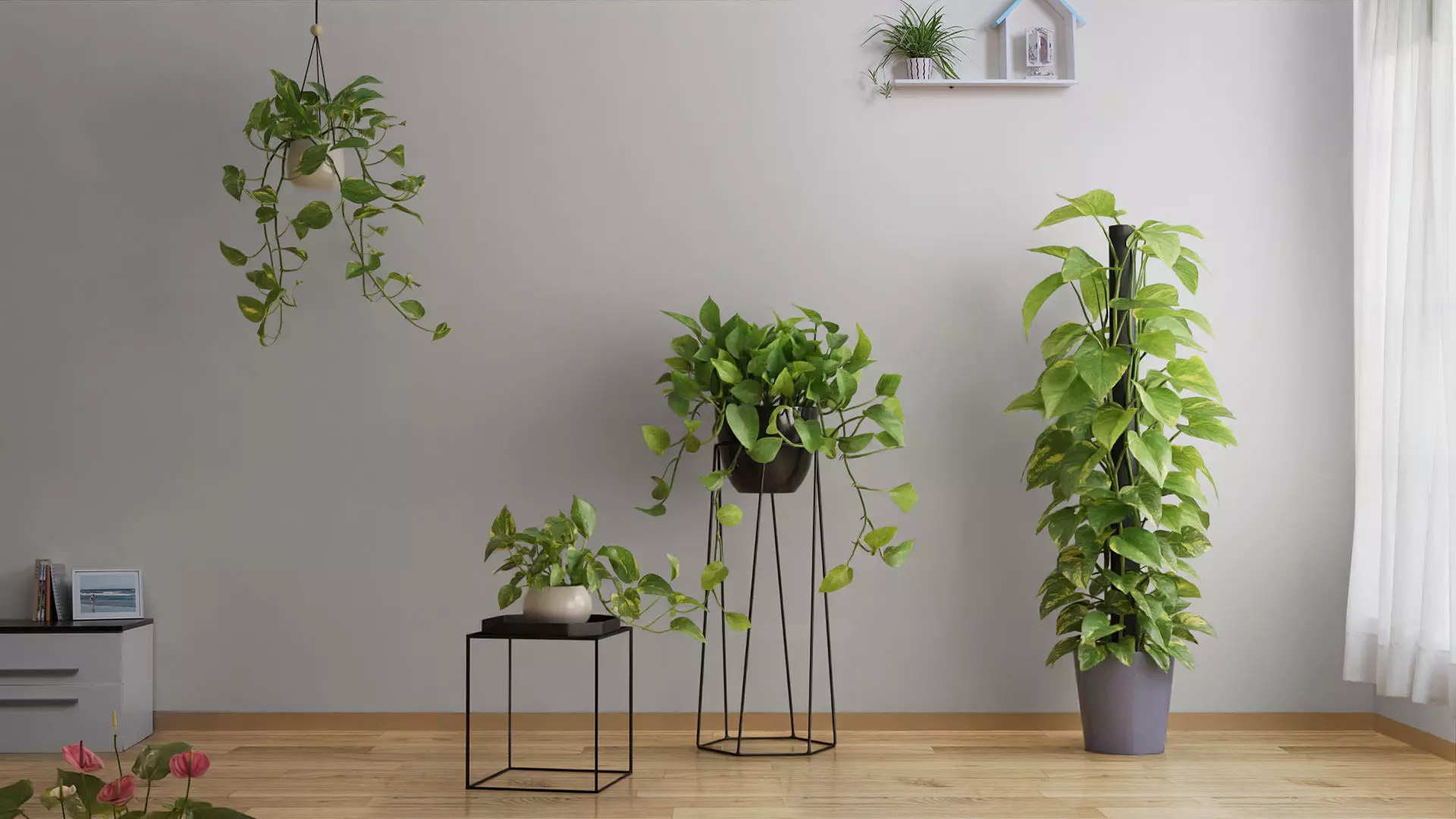 Scindapsus Pictus  VFX Grace 3D model_0