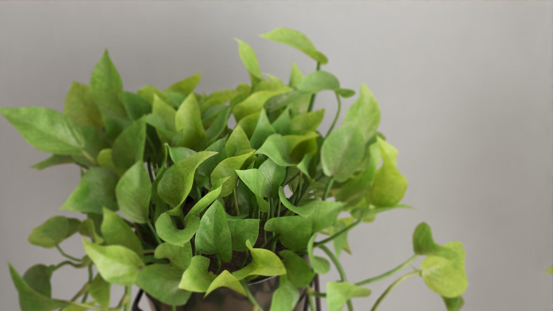 Scindapsus Pictus  VFX Grace 3D model_5