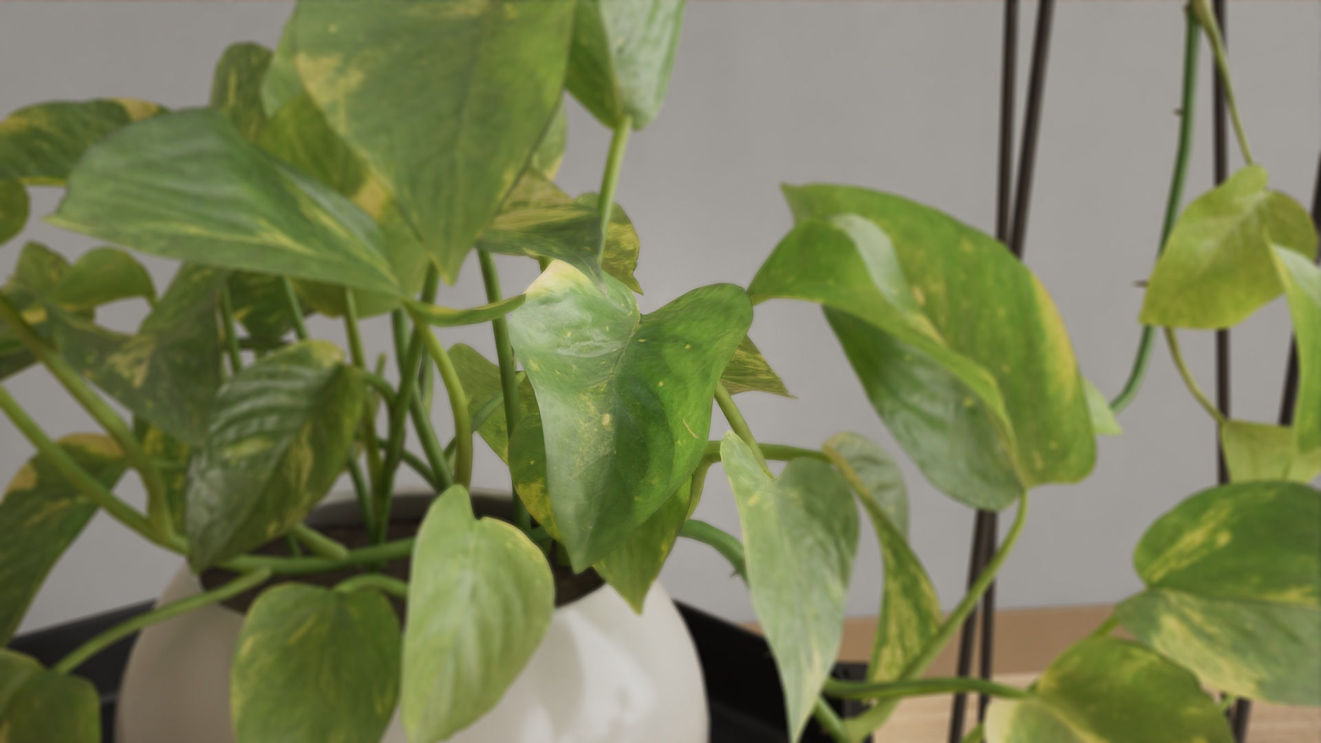 Scindapsus Pictus  VFX Grace 3D model_3