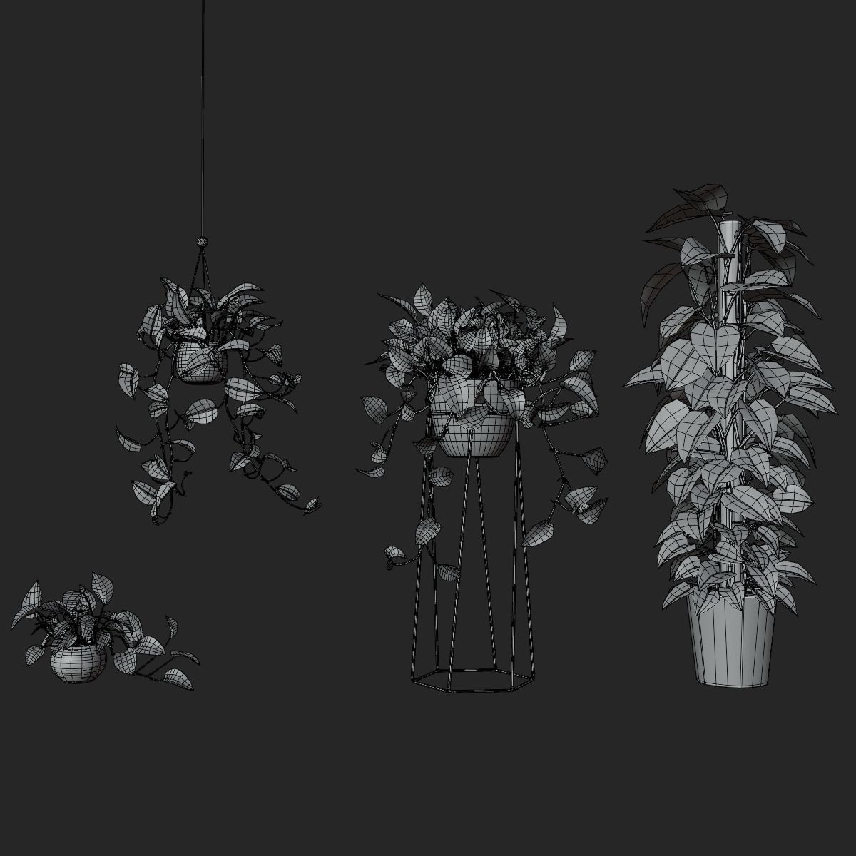 Scindapsus Pictus  VFX Grace 3D model_7