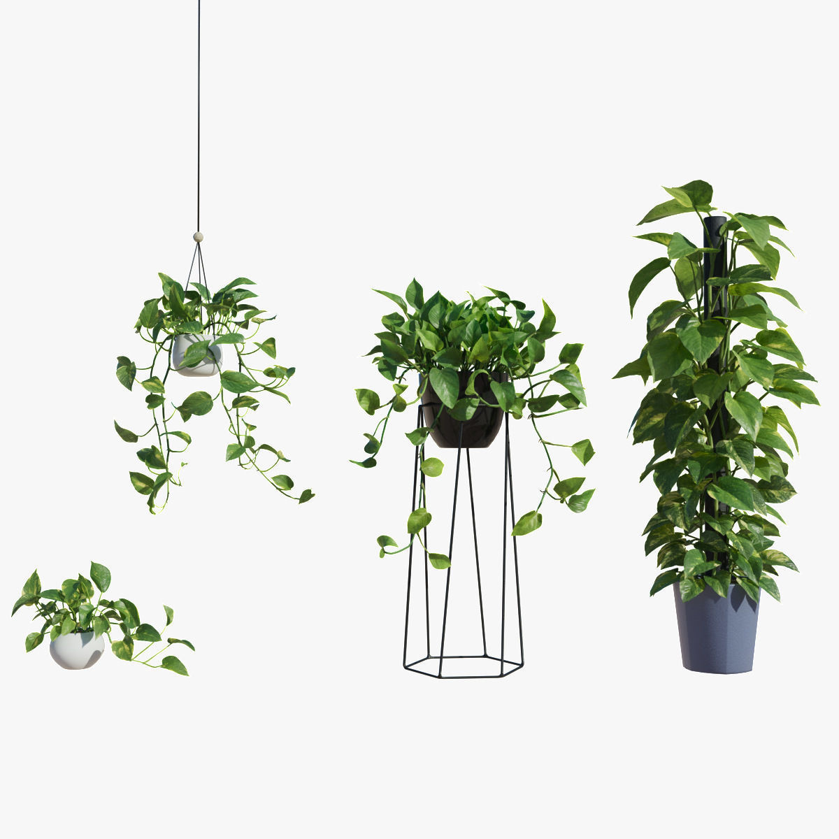 Scindapsus Pictus  VFX Grace 3D model_1