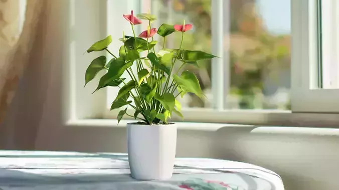 Anthurium  VFX Grace 3D model
