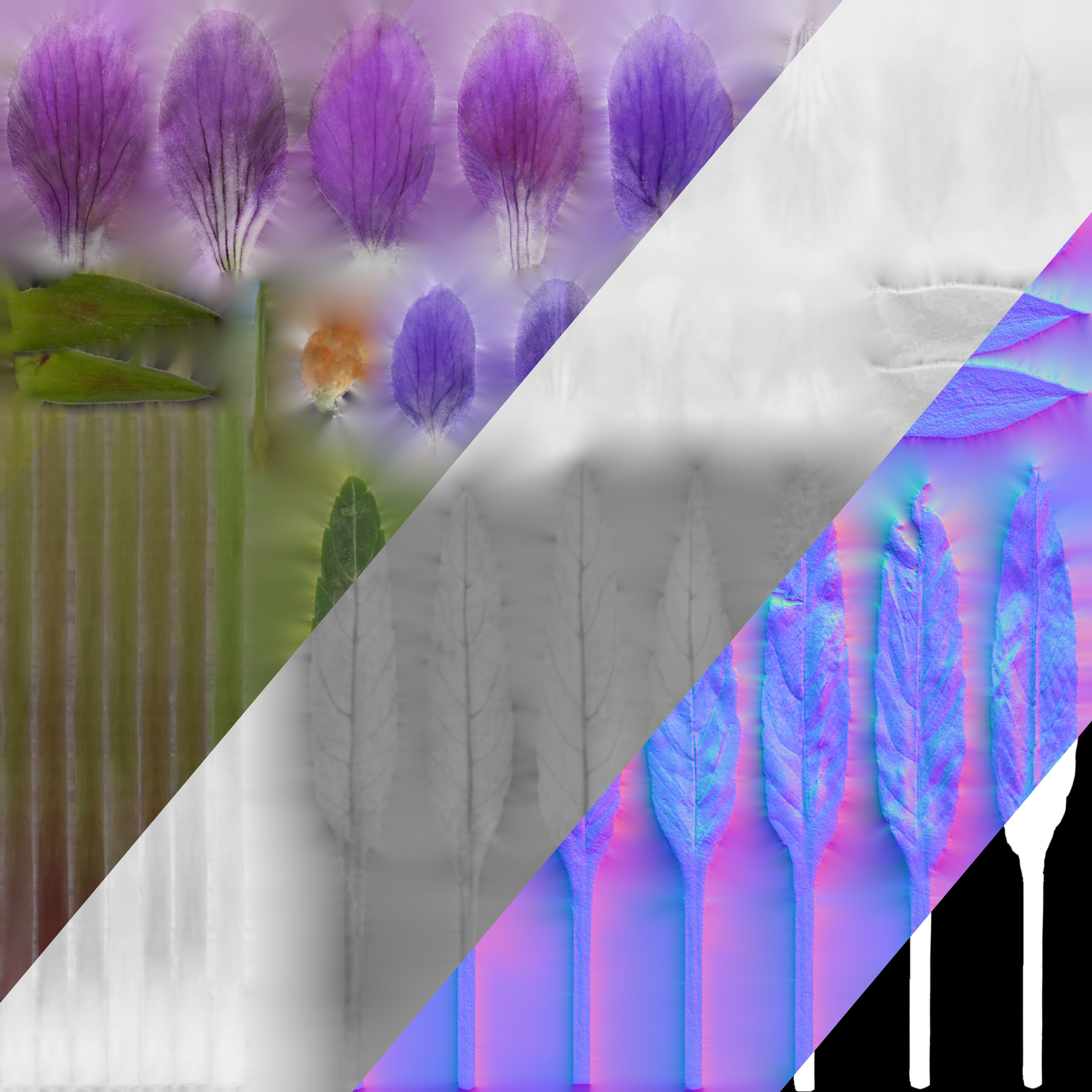 Viola Philippica  VFX Grace 3D model_12