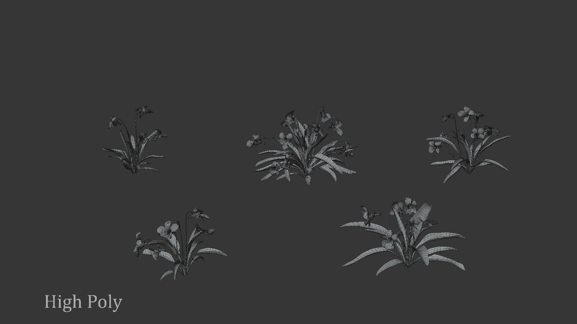 Viola Philippica  VFX Grace 3D model_9