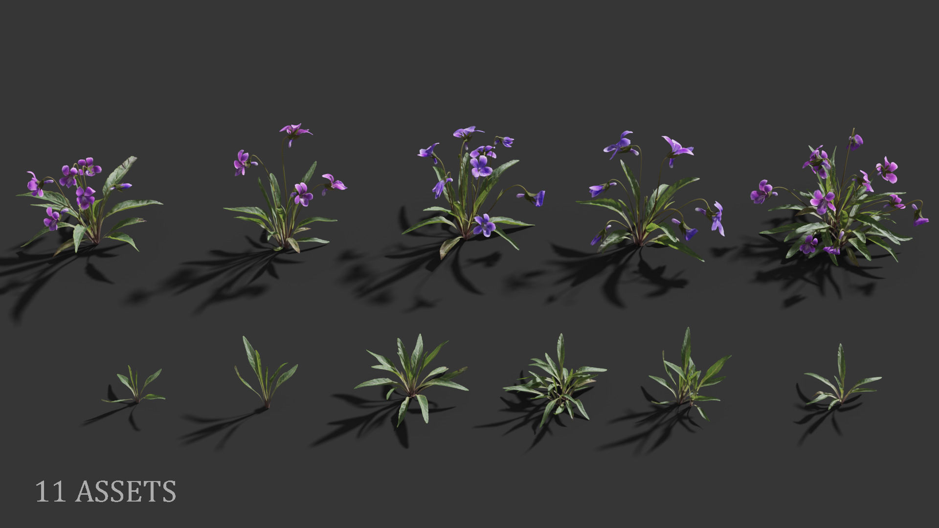 Viola Philippica  VFX Grace 3D model_4