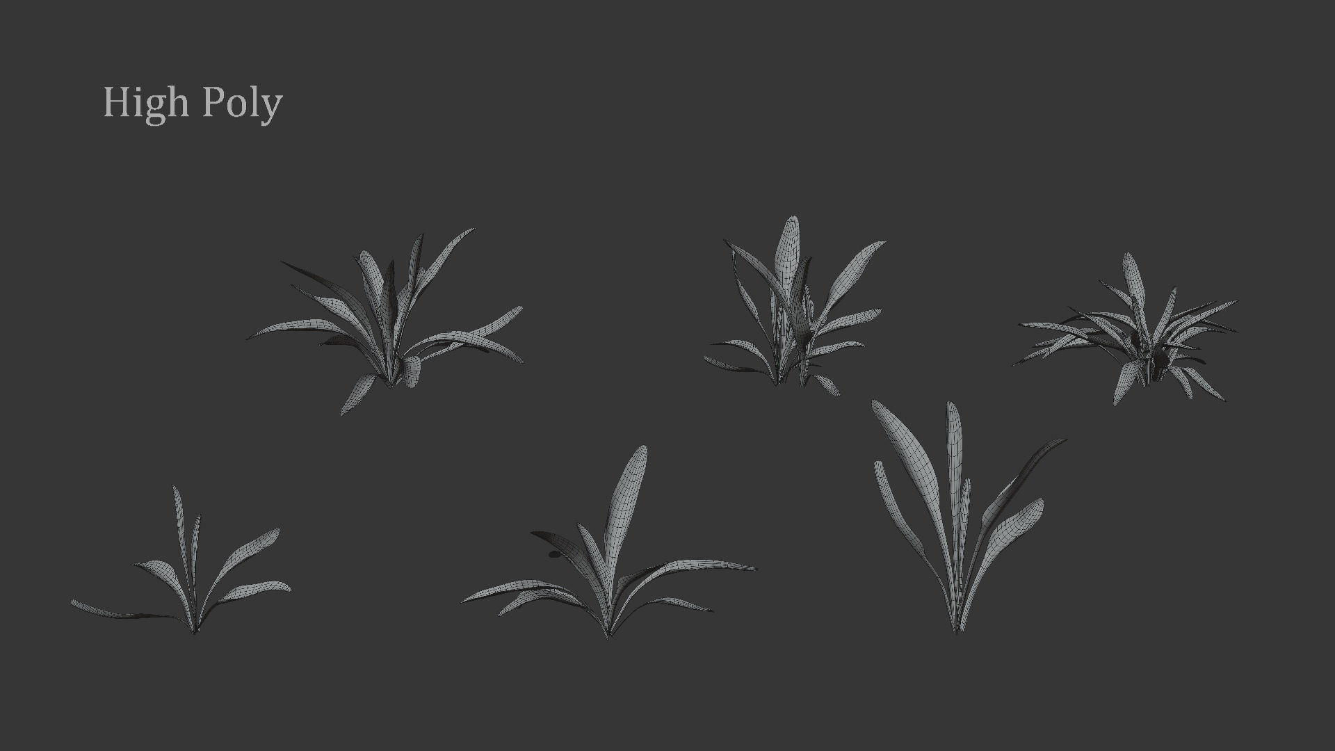 Viola Philippica  VFX Grace 3D model_8