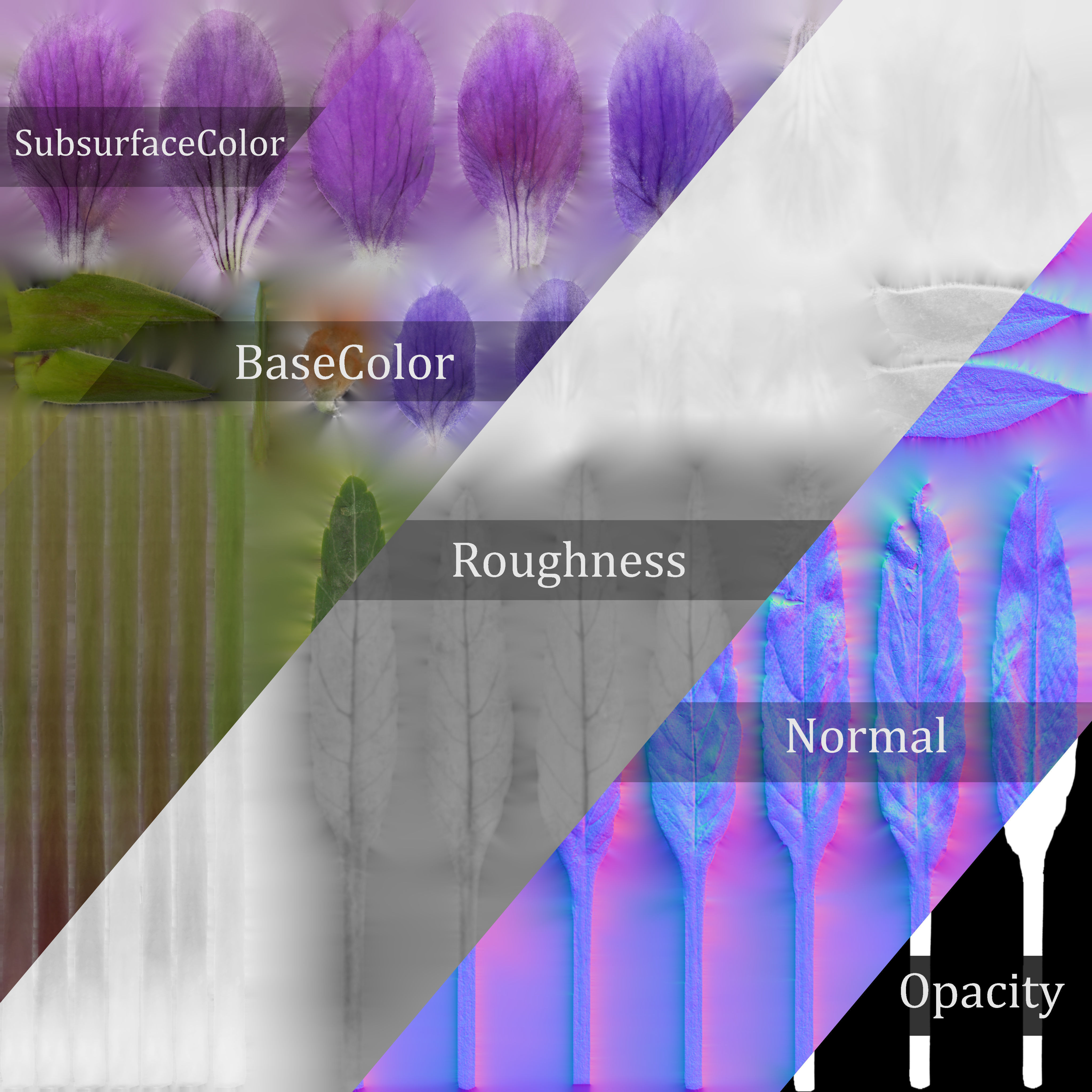 Viola Philippica  VFX Grace 3D model_13