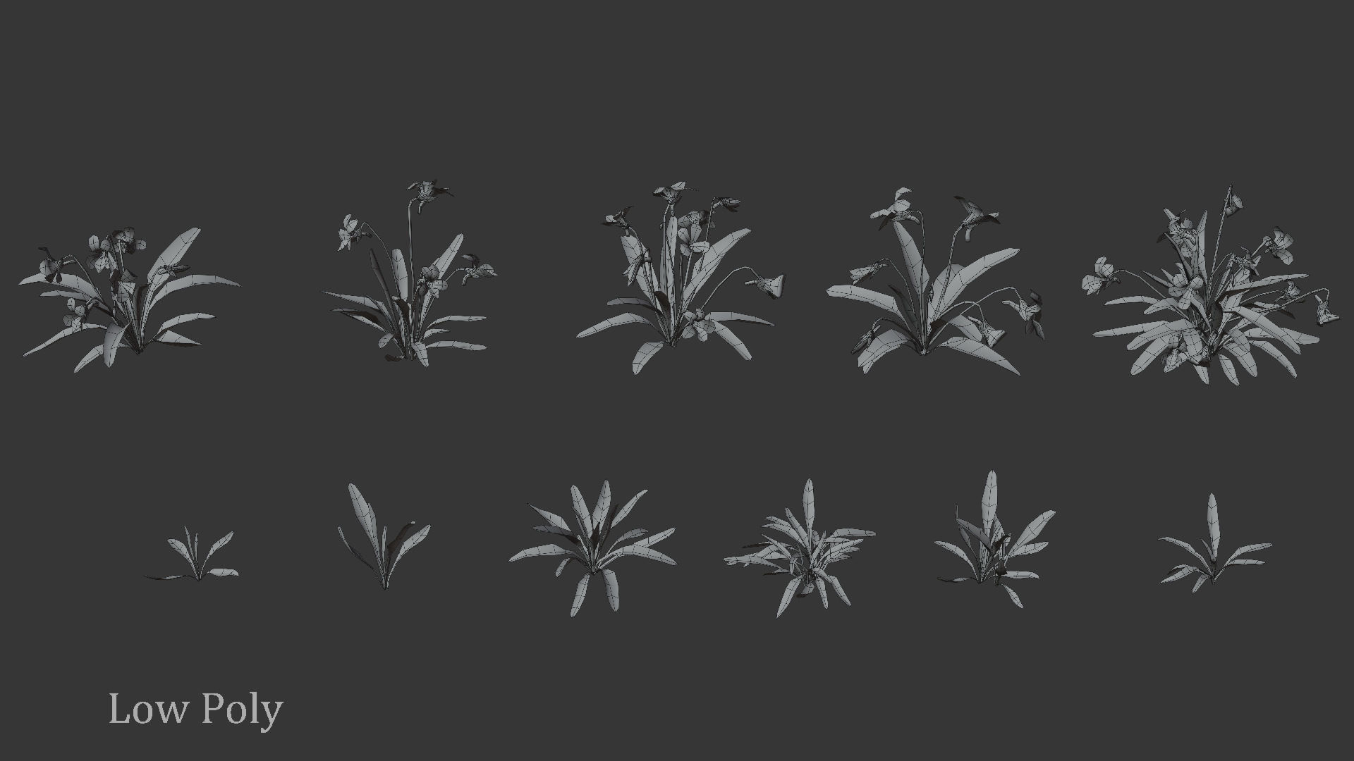 Viola Philippica  VFX Grace 3D model_10