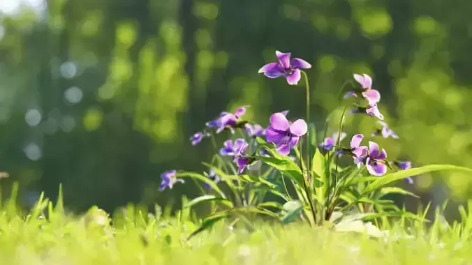 Viola Philippica  VFX Grace 3D model