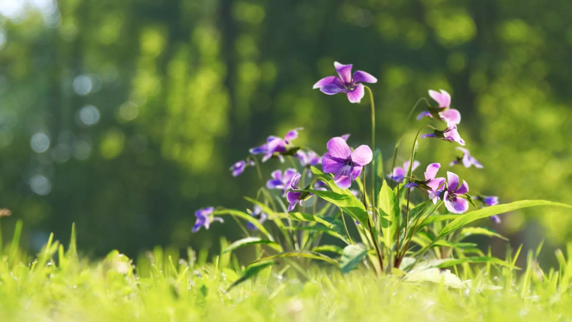 Viola Philippica  VFX Grace 3D model_0