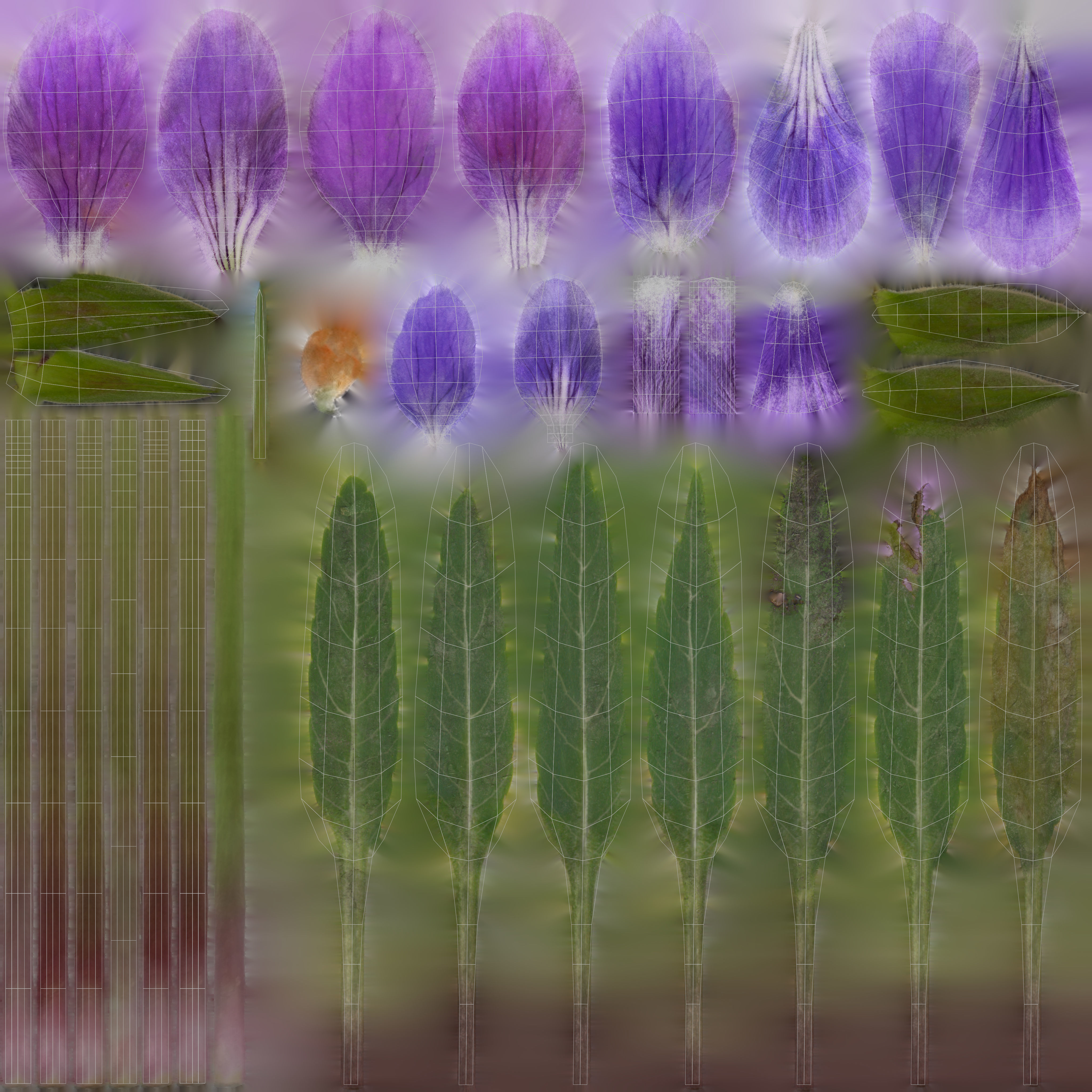 Viola Philippica  VFX Grace 3D model_14