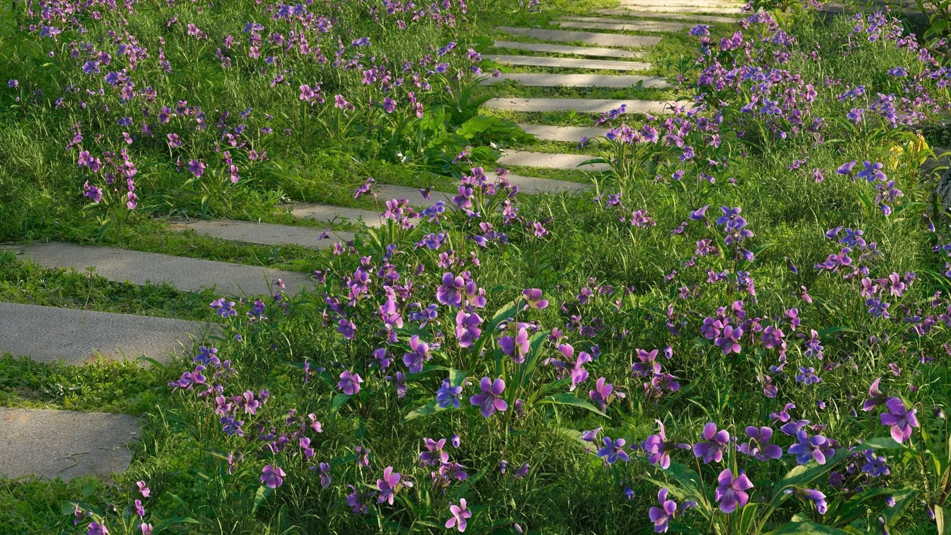 Viola Philippica  VFX Grace 3D model_1