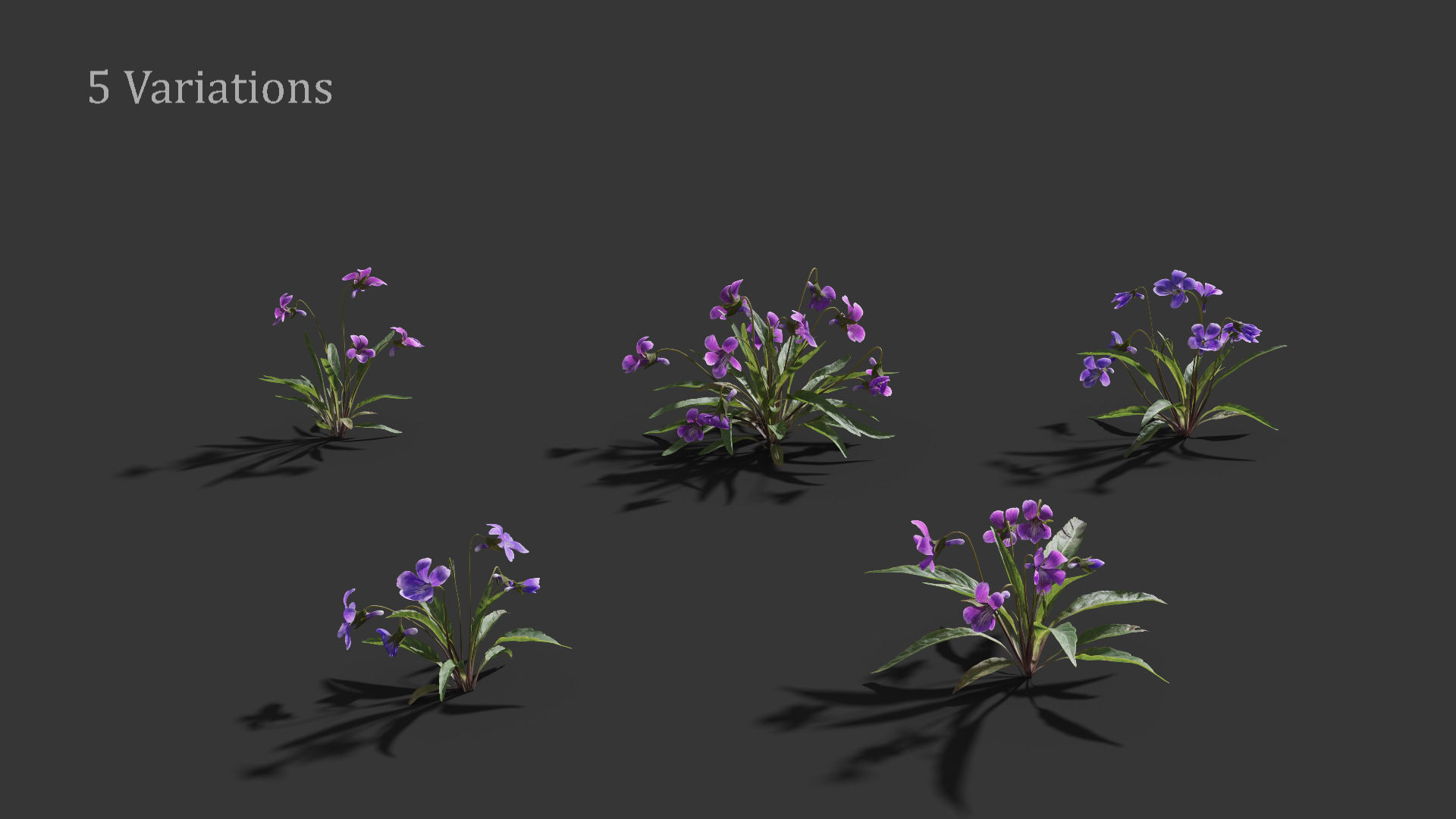 Viola Philippica  VFX Grace 3D model_5