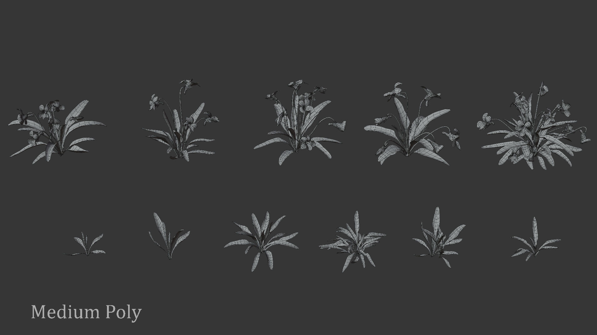 Viola Philippica  VFX Grace 3D model_11