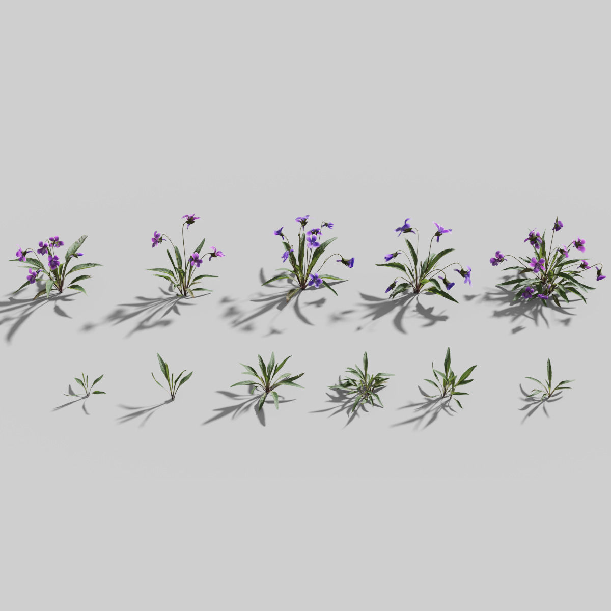 Viola Philippica  VFX Grace 3D model_2